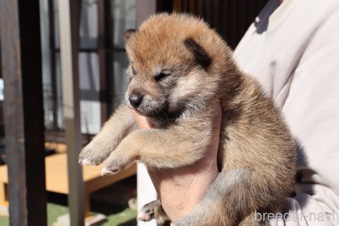 成約済の埼玉県の柴犬-272764の3枚目