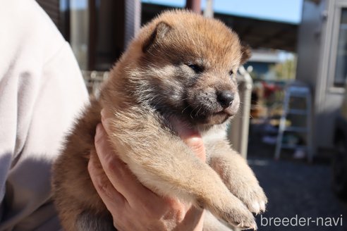 成約済の埼玉県の柴犬-272764の2枚目