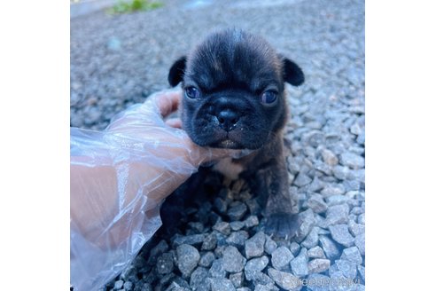成約済の山梨県のミックス犬-271633の17枚目