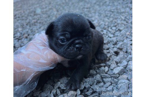 成約済の山梨県のミックス犬-271636の13枚目