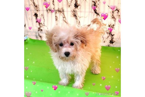 成約済の茨城県のミックス犬-261643の45枚目