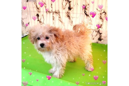 成約済の茨城県のミックス犬-261643の42枚目
