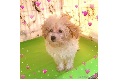 成約済の茨城県のミックス犬-261643の43枚目