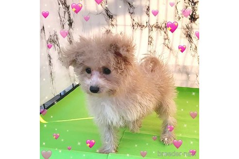 成約済の茨城県のミックス犬-261638の28枚目