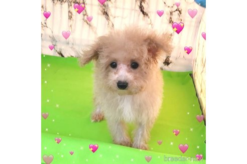 成約済の茨城県のミックス犬-261638の30枚目