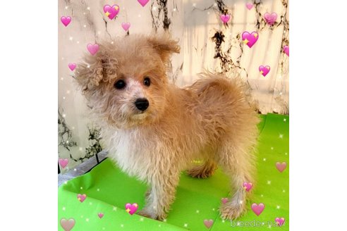 成約済の茨城県のミックス犬-261638の29枚目