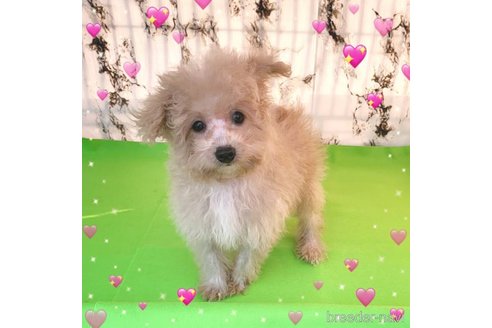 成約済の茨城県のミックス犬-261638の27枚目