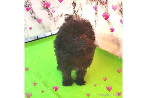 成約済の茨城県のミックス犬-261641の52枚目