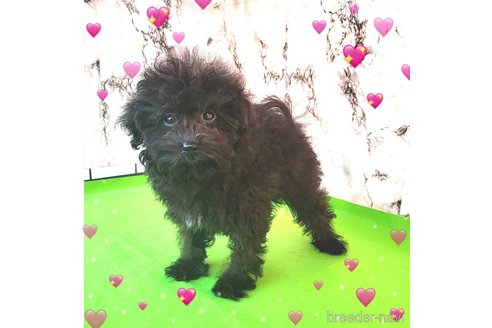 成約済の茨城県のミックス犬-261641の51枚目