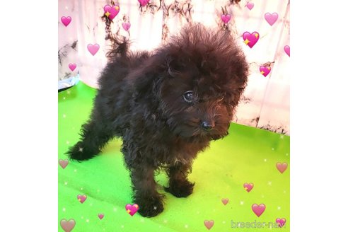 成約済の茨城県のミックス犬-261641の50枚目