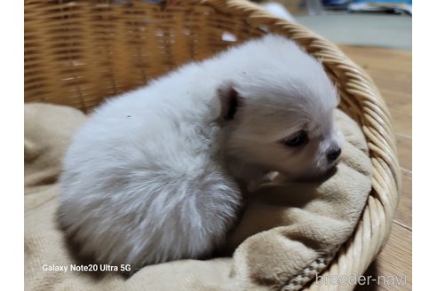成約済の千葉県のポメラニアン-272790の12枚目
