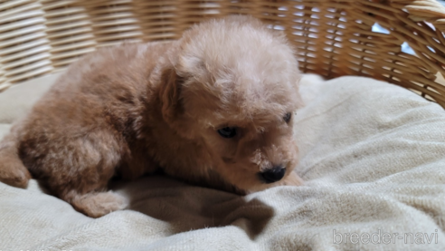 成約済の千葉県のトイプードル-273216の1枚目