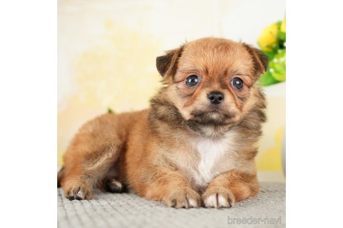 成約済の千葉県のチワワ(ロングコート)-272815の3枚目