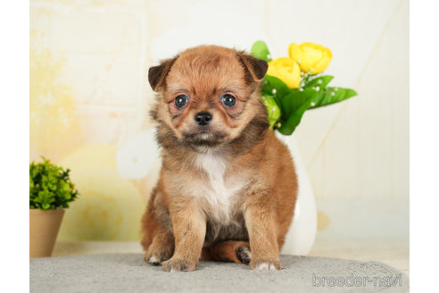 成約済の千葉県のチワワ(ロングコート)-272815の2枚目