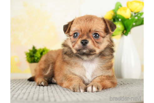 成約済の千葉県のチワワ(ロングコート)-272815の4枚目