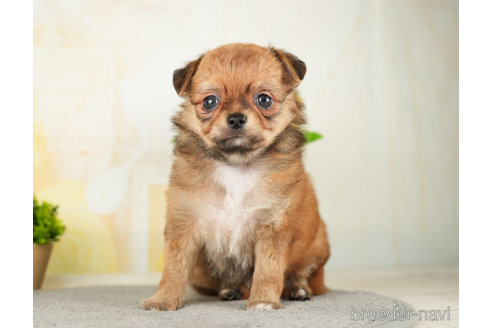 成約済の千葉県のチワワ(ロングコート)-272815の5枚目