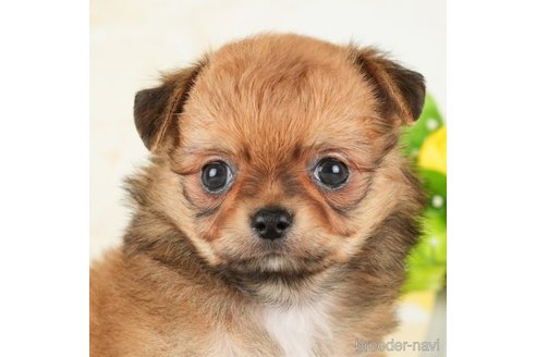 成約済の千葉県のチワワ(ロングコート)-272815