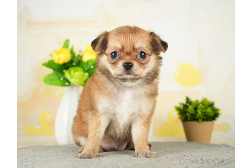 成約済の千葉県のチワワ(ロングコート)-272816の2枚目