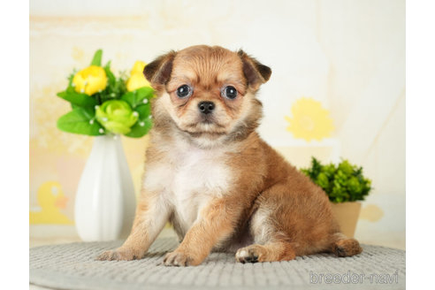 成約済の千葉県のチワワ(ロングコート)-272816の3枚目