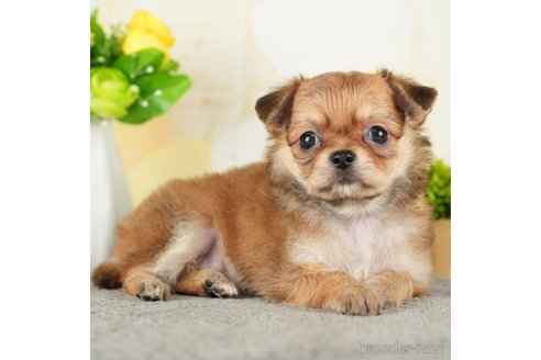 成約済の千葉県のチワワ(ロングコート)-272816の5枚目