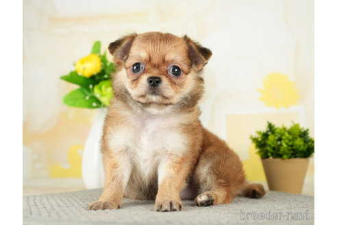 成約済の千葉県のチワワ(ロングコート)-272816の4枚目