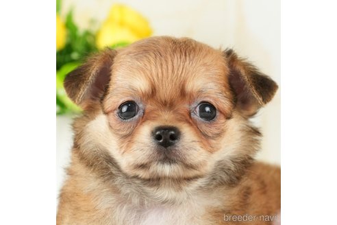 成約済の千葉県のチワワ(ロングコート)-272816の1枚目