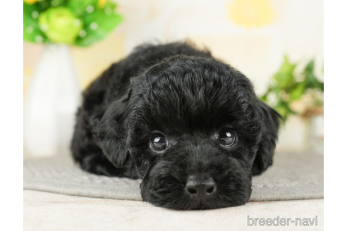 成約済の千葉県のトイプードル-272817の5枚目