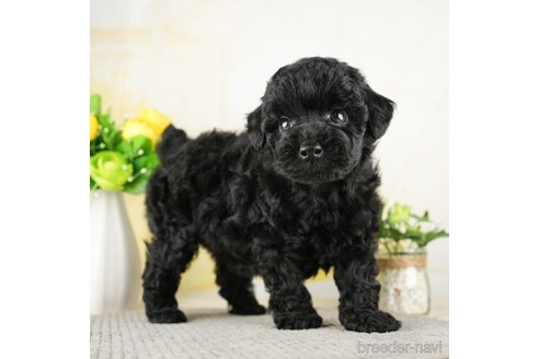 成約済の千葉県のトイプードル-272817の2枚目