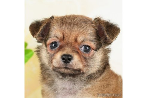 成約済の千葉県のチワワ(ロングコート)-272819の2枚目