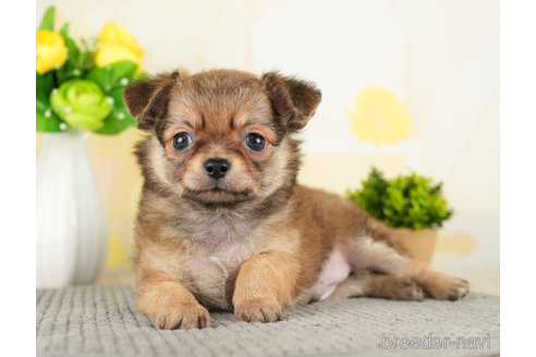 成約済の千葉県のチワワ(ロングコート)-272819の4枚目