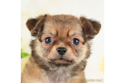 成約済の千葉県のチワワ(ロングコート)-272819の1枚目