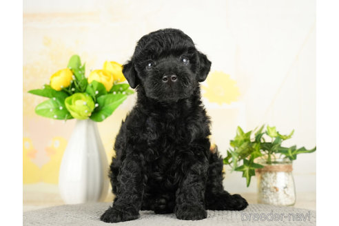 成約済の千葉県のトイプードル-272820の5枚目