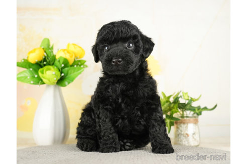 成約済の千葉県のトイプードル-272820の4枚目