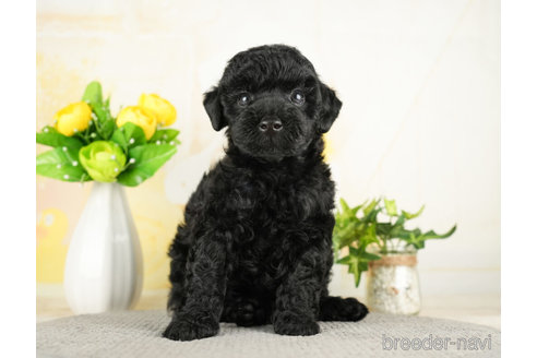 成約済の千葉県のトイプードル-272820の3枚目