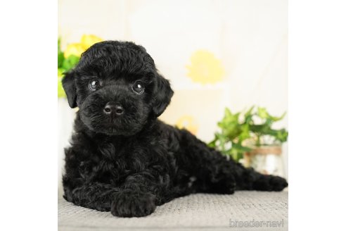 成約済の千葉県のトイプードル-272820の2枚目