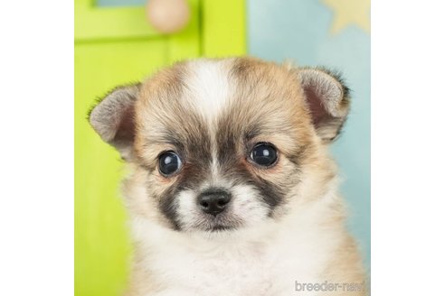 成約済の千葉県のチワワ(ロングコート)-272821の4枚目