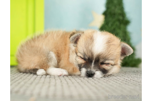 成約済の千葉県のチワワ(ロングコート)-272821の5枚目