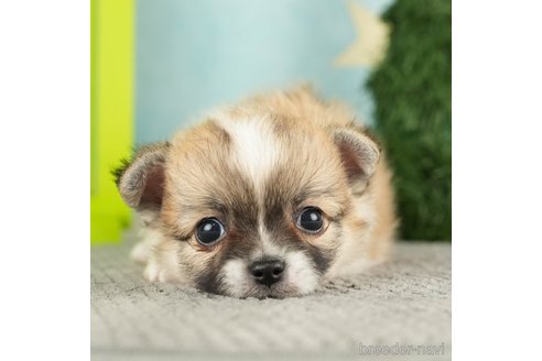 成約済の千葉県のチワワ(ロングコート)-272821の1枚目