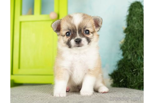 成約済の千葉県のチワワ(ロングコート)-272821の2枚目