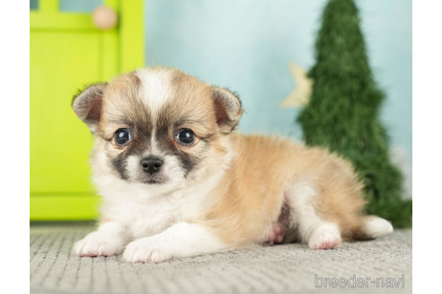 成約済の千葉県のチワワ(ロングコート)-272821の3枚目