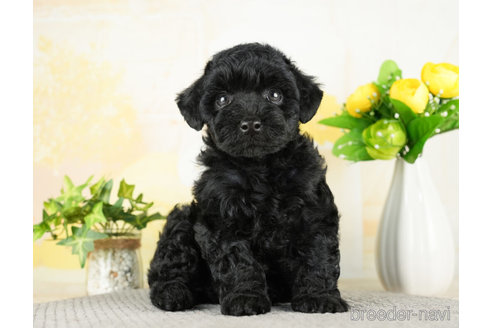 成約済の千葉県のトイプードル-272822の5枚目