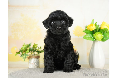 成約済の千葉県のトイプードル-272822の3枚目