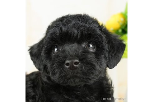 成約済の千葉県のトイプードル-272822の1枚目