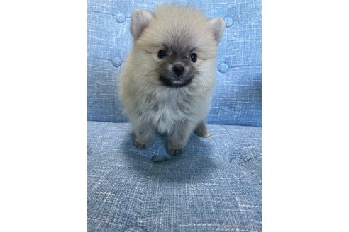 成約済の千葉県のポメラニアン-268562の3枚目