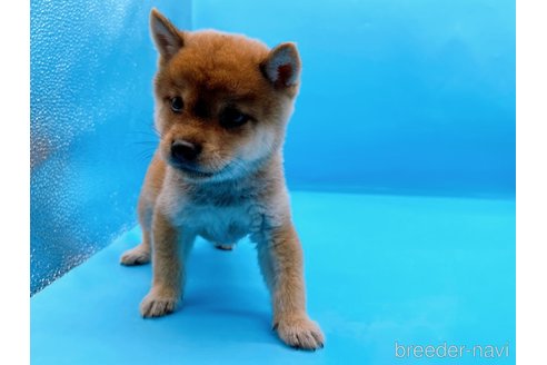 成約済の東京都の豆柴-271535の3枚目