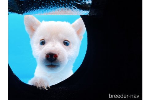 成約済の東京都の豆柴-270239の8枚目