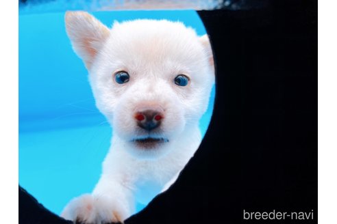 成約済の東京都の豆柴-270239の2枚目