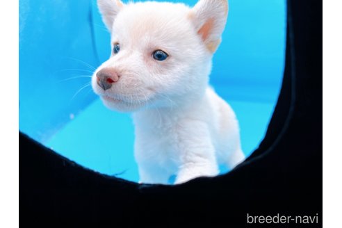 成約済の東京都の豆柴-270239の4枚目