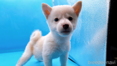 成約済の東京都の豆柴-270239の1枚目