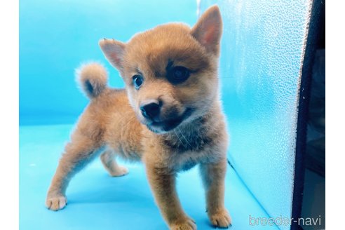 成約済の東京都の豆柴-270248の3枚目